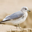 Mew Gull
